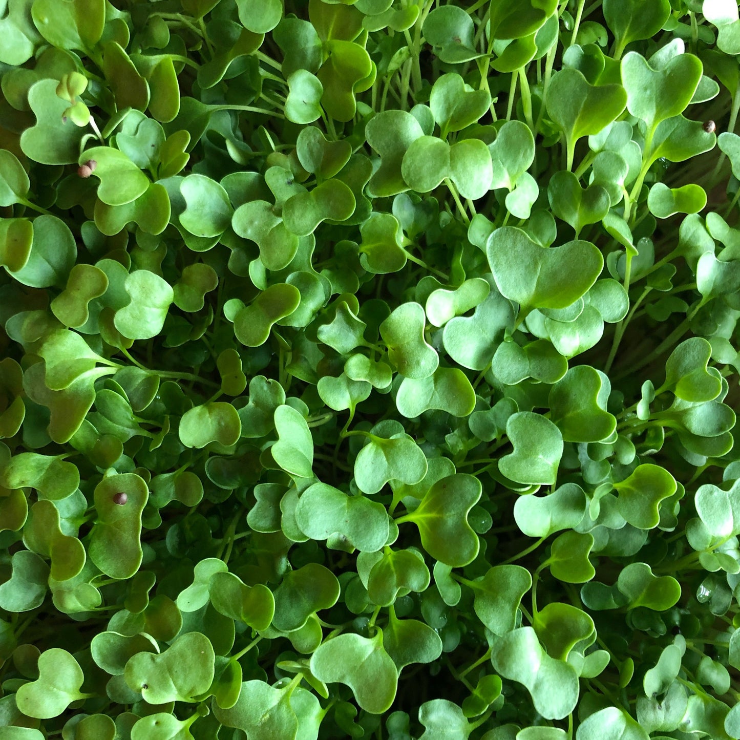 Microgreens: Broccoli