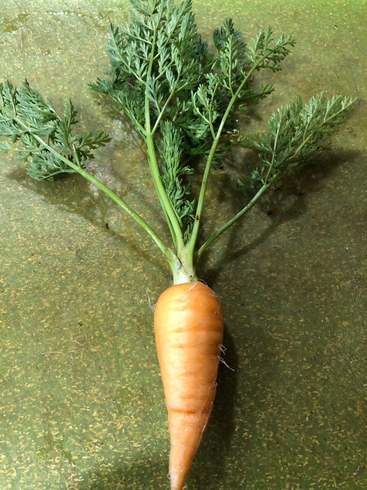 Carrots