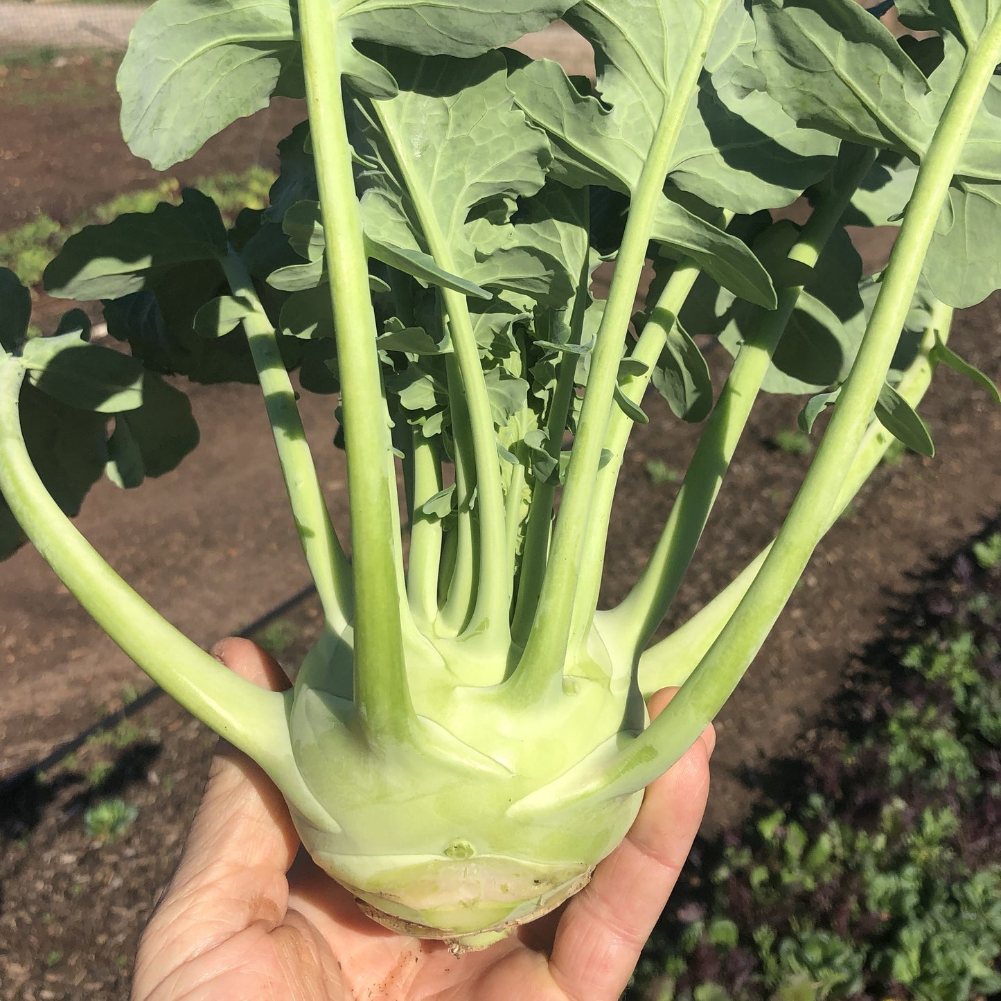 Kohlrabi