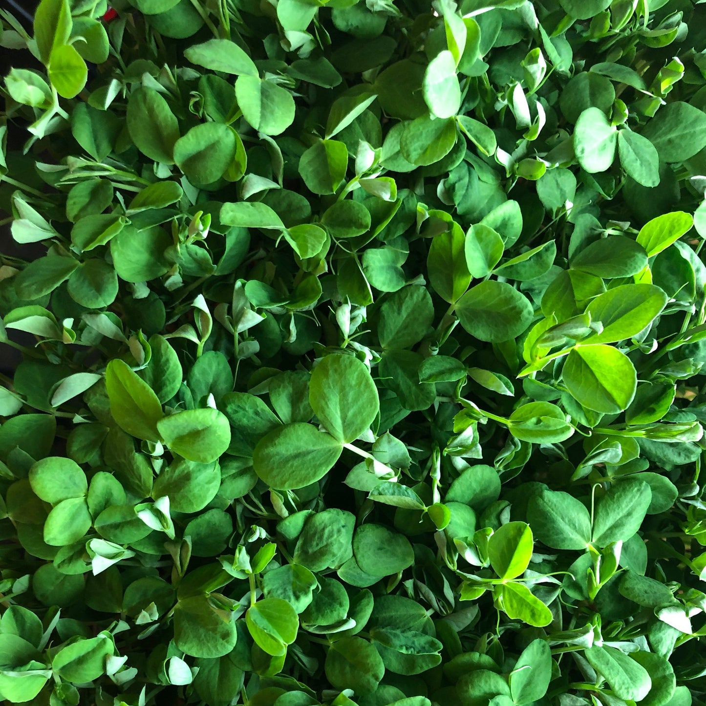 Microgreens: Pea Shoot