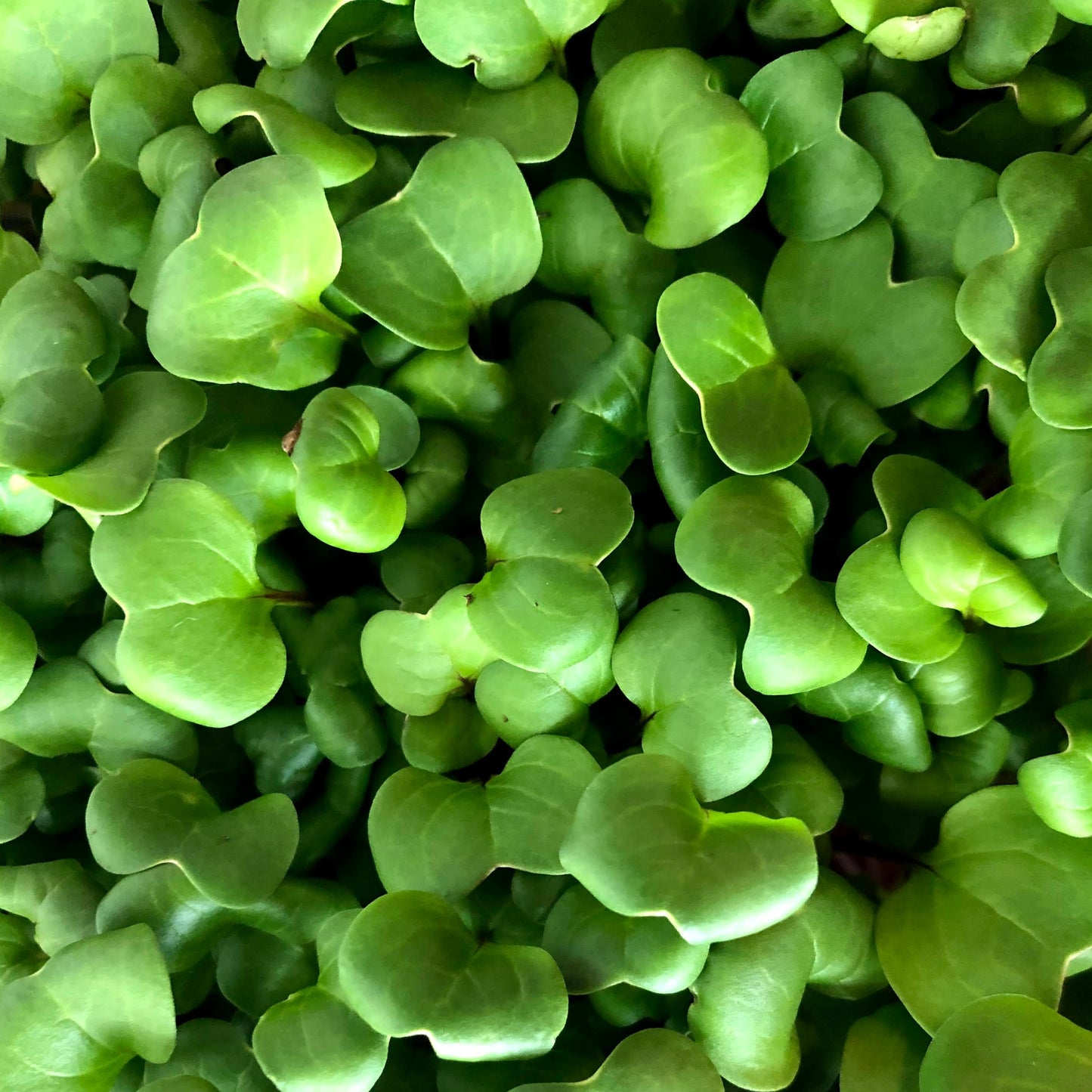 Microgreens: Superfood Mix