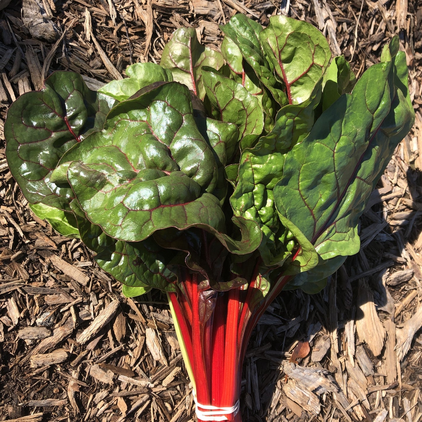 Swiss Chard